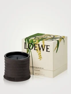 Dendrochilum Candle