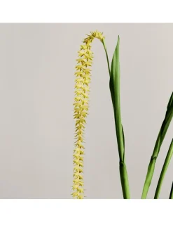 Dendrochilum Candle