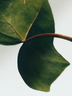 Ivy Liquid Soap