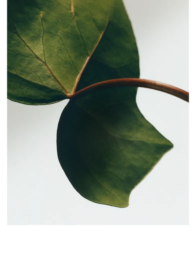 Ivy Solid Soap