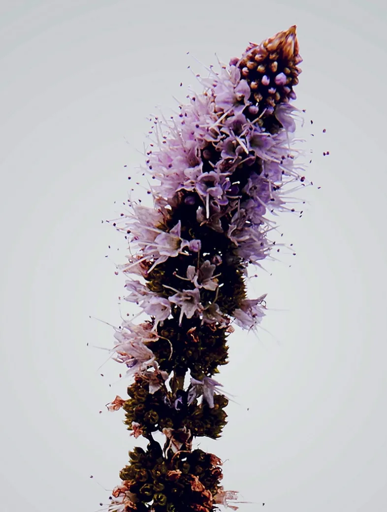 Verbena Outdoor Candle