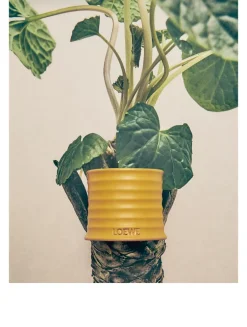 Wasabi Candle